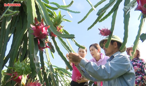 Thu lãi hơn nửa tỷ đồng từ thanh long ruột đỏ